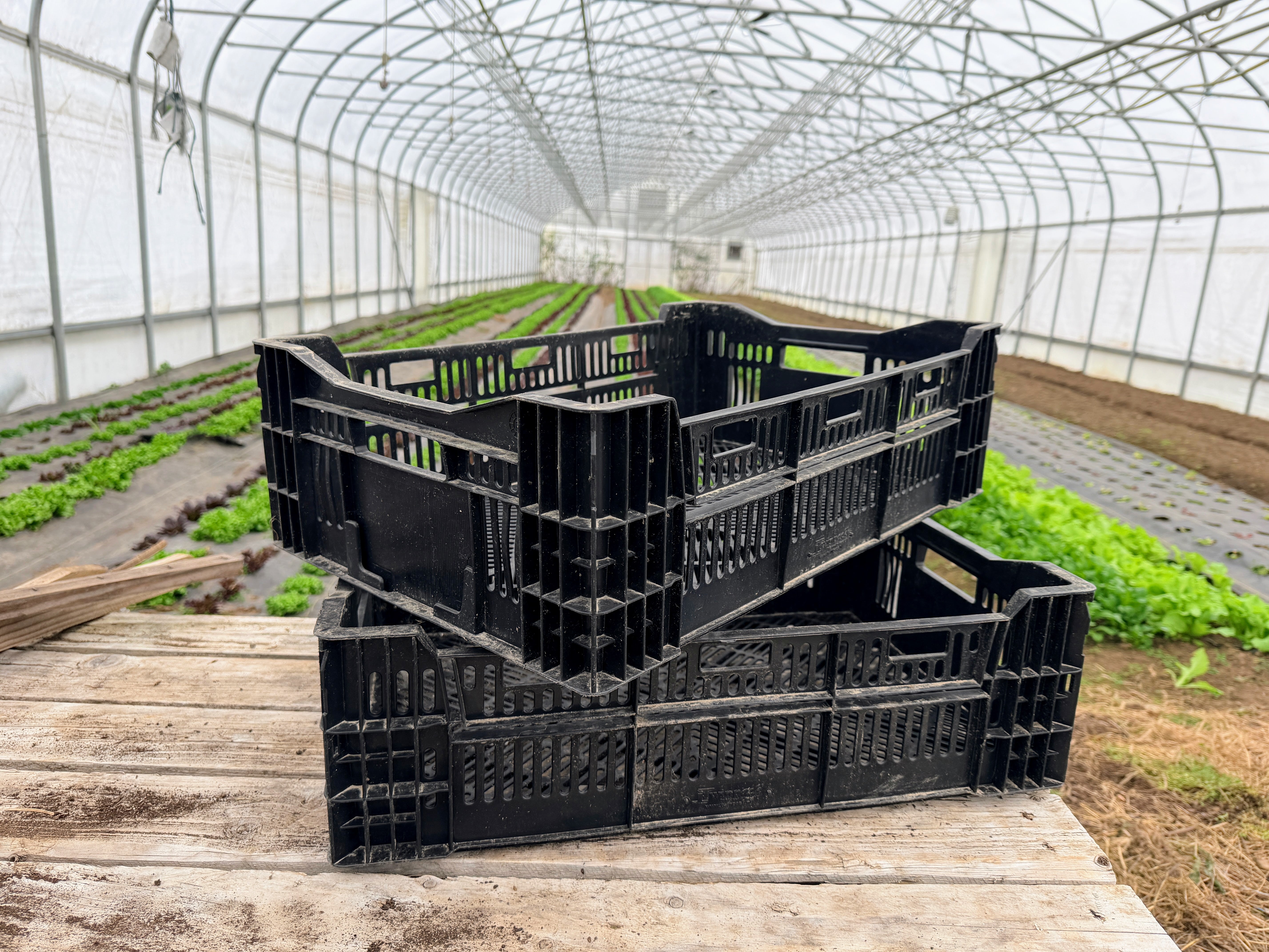 plant crates plastic Bulb Crates (Dutch Bulb Mesh Crates)