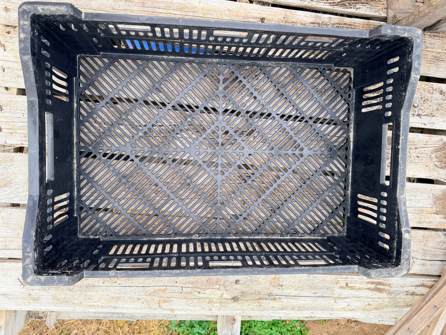 Bulb Crates (Dutch Bulb Mesh Crates) - LOCAL PICKUP