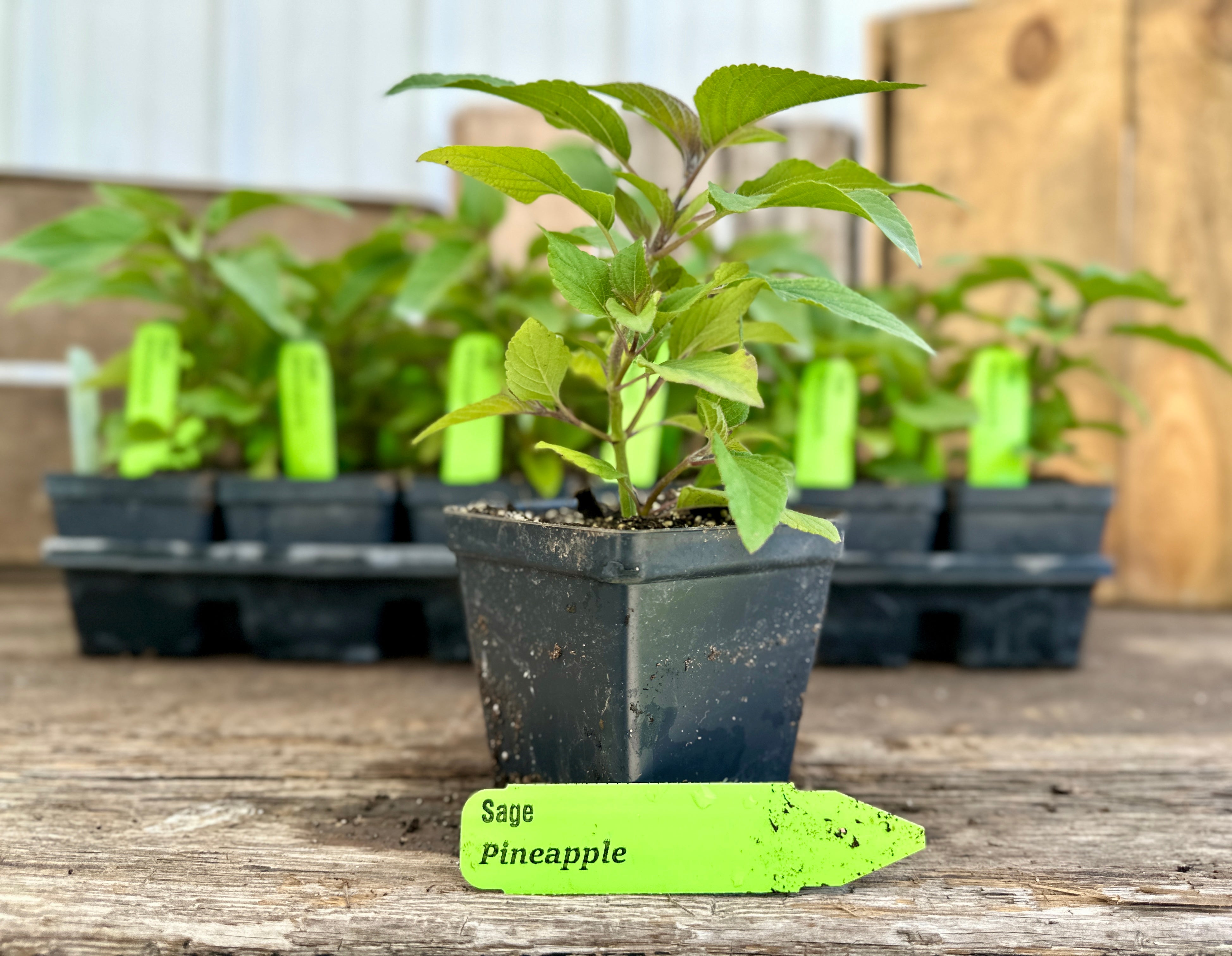 pineapple basil plant Pineapple Sage Plant (Salvia elegans) – The Farm On Central