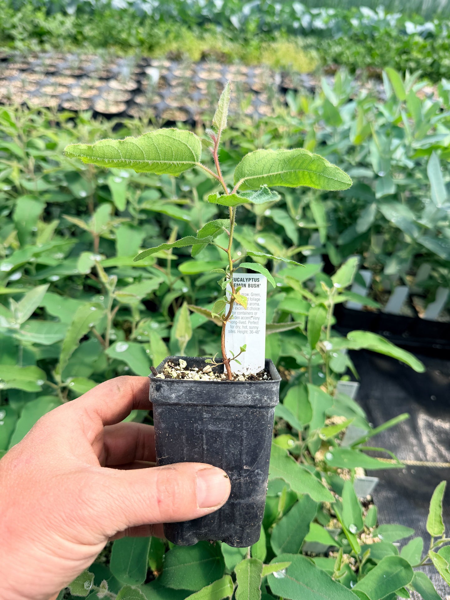 Lemon Bush Eucalyptus