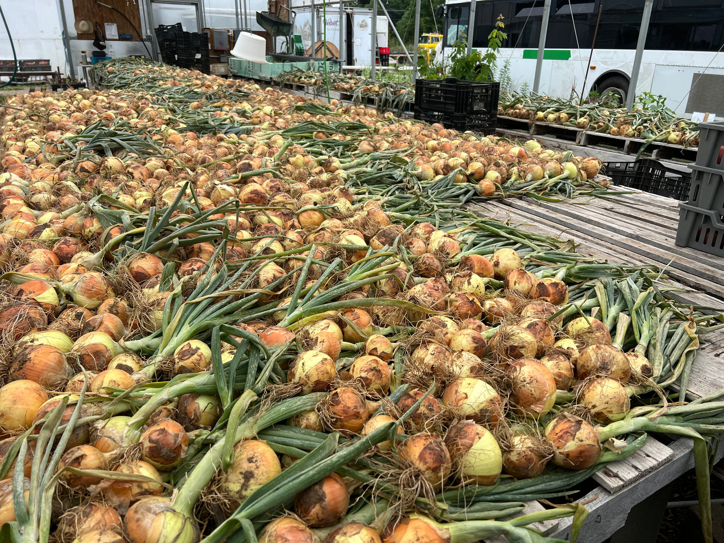 Shakespeare Onion Sets (Forum Substitution)