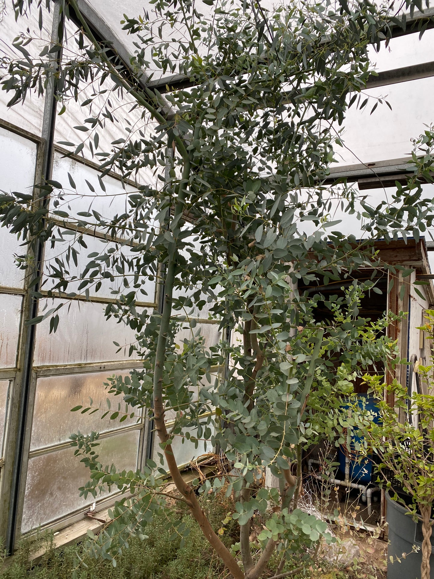 Eucalyptus Plant Sampler