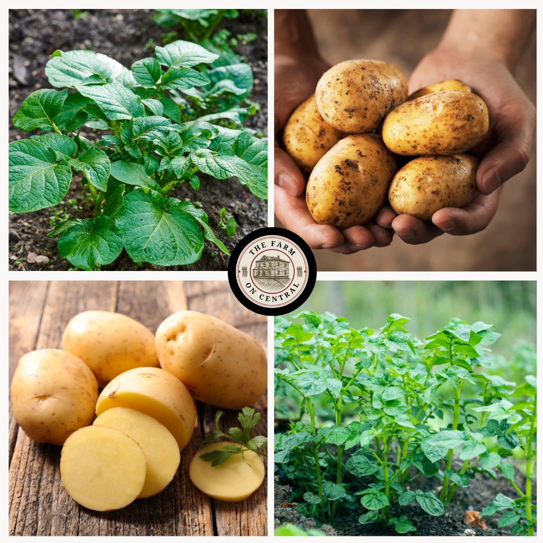 Kennebec Seed Potatoes (Free Shipping)