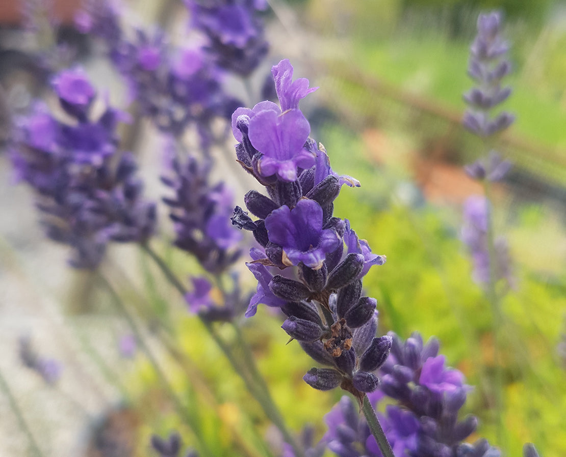lavender tre Lavender Trio – The Farm On Central