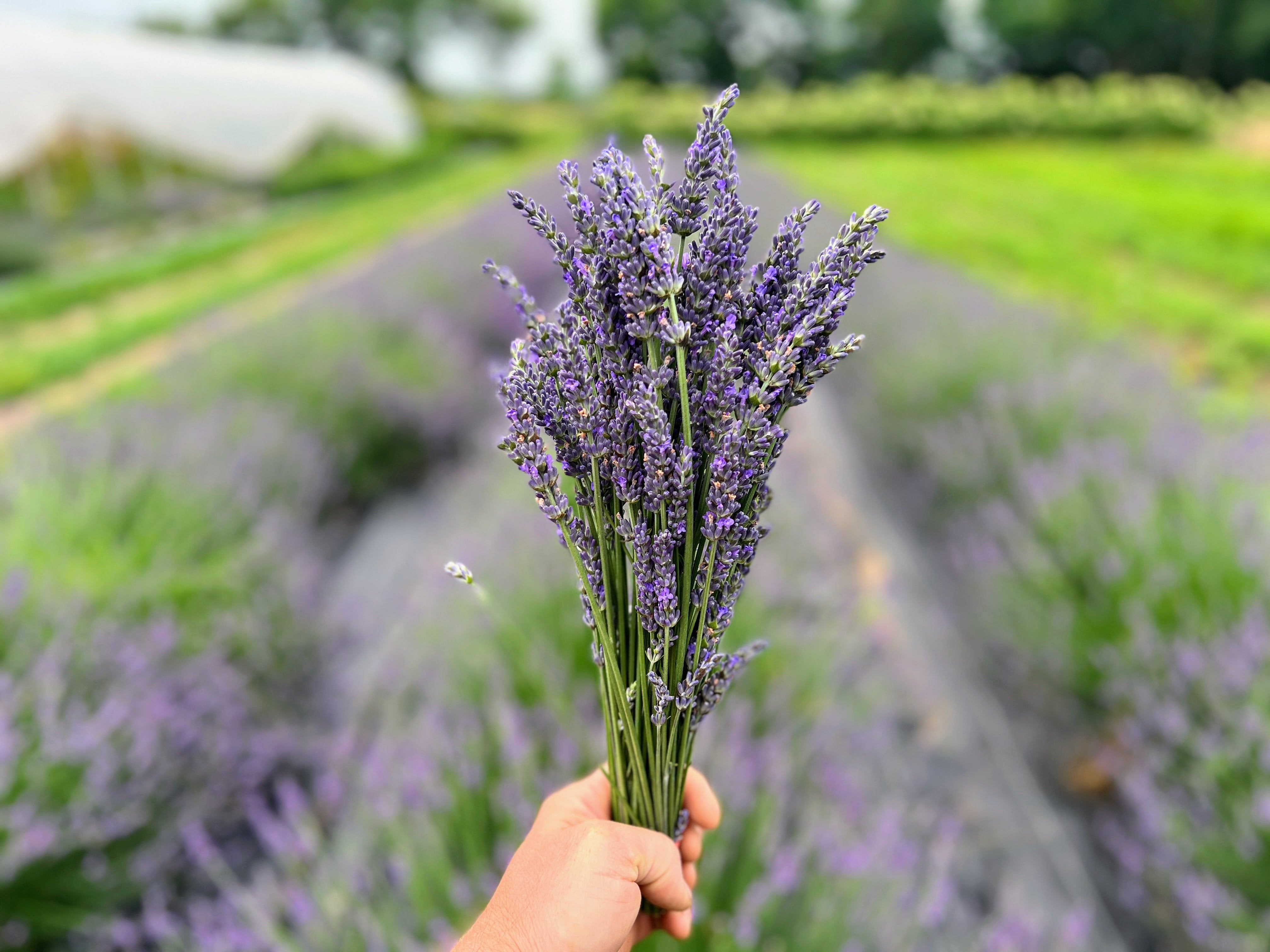 lavender flower bunch French Lavender Bunch
