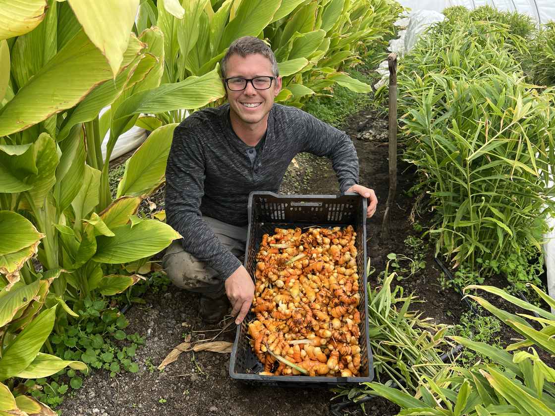 Turmeric Seed Rhizomes (Sample Packs) ~ PREORDER
