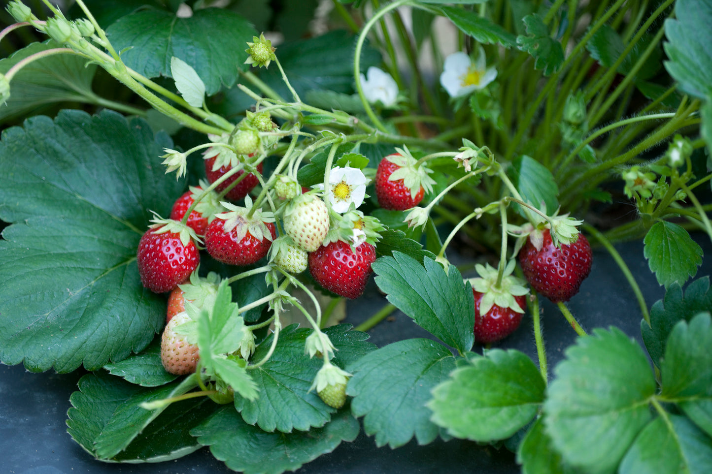 Mara Des Bois Everbearing Strawberry Plants