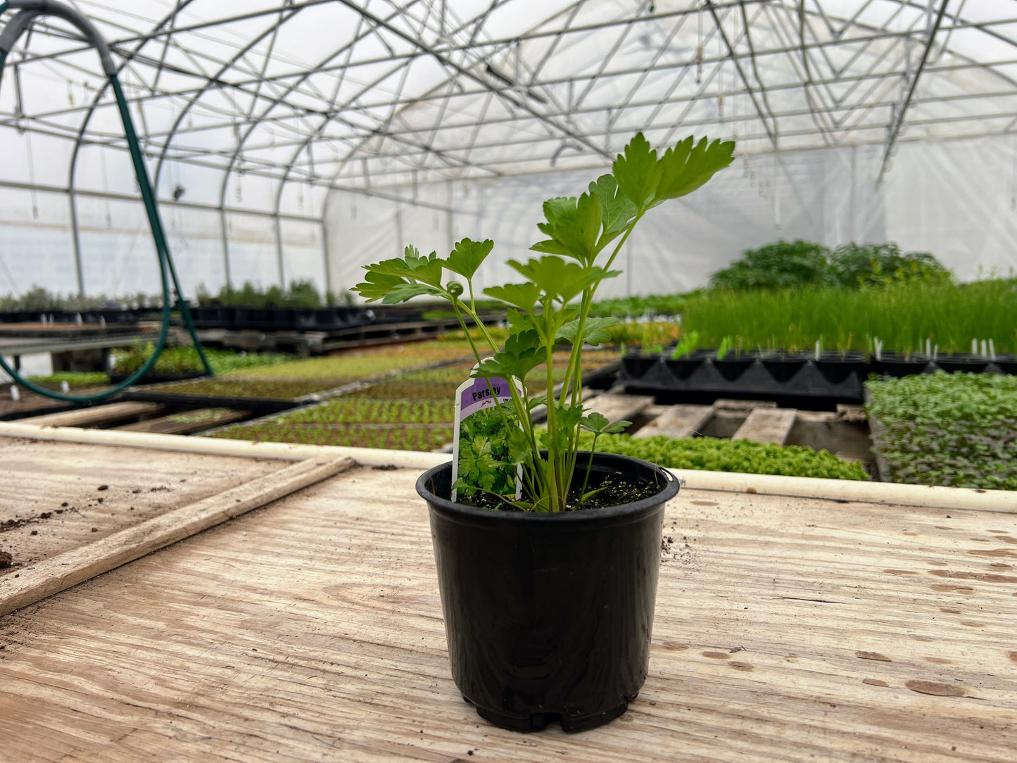 Oregano, Greek Mountain