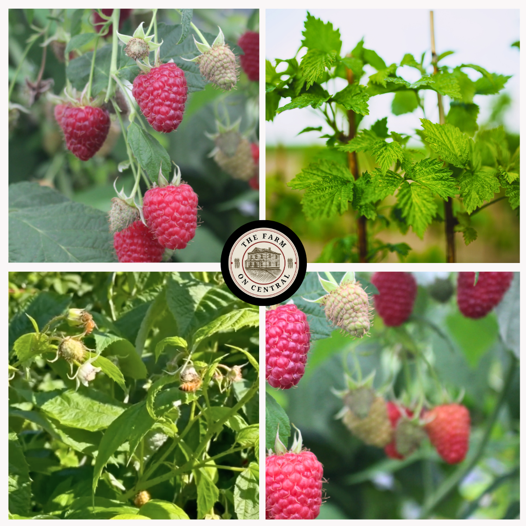 Raspberry Plants Joan J