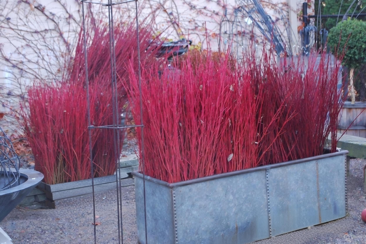 Red Osier Dogwood Cuttings (Cornus sericea)