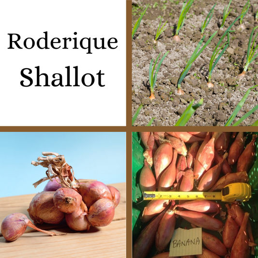 Roderique Shallot - Traditional French Type