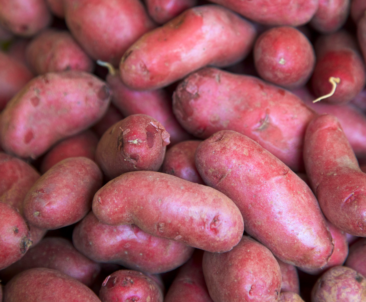 French Fingerling Potato