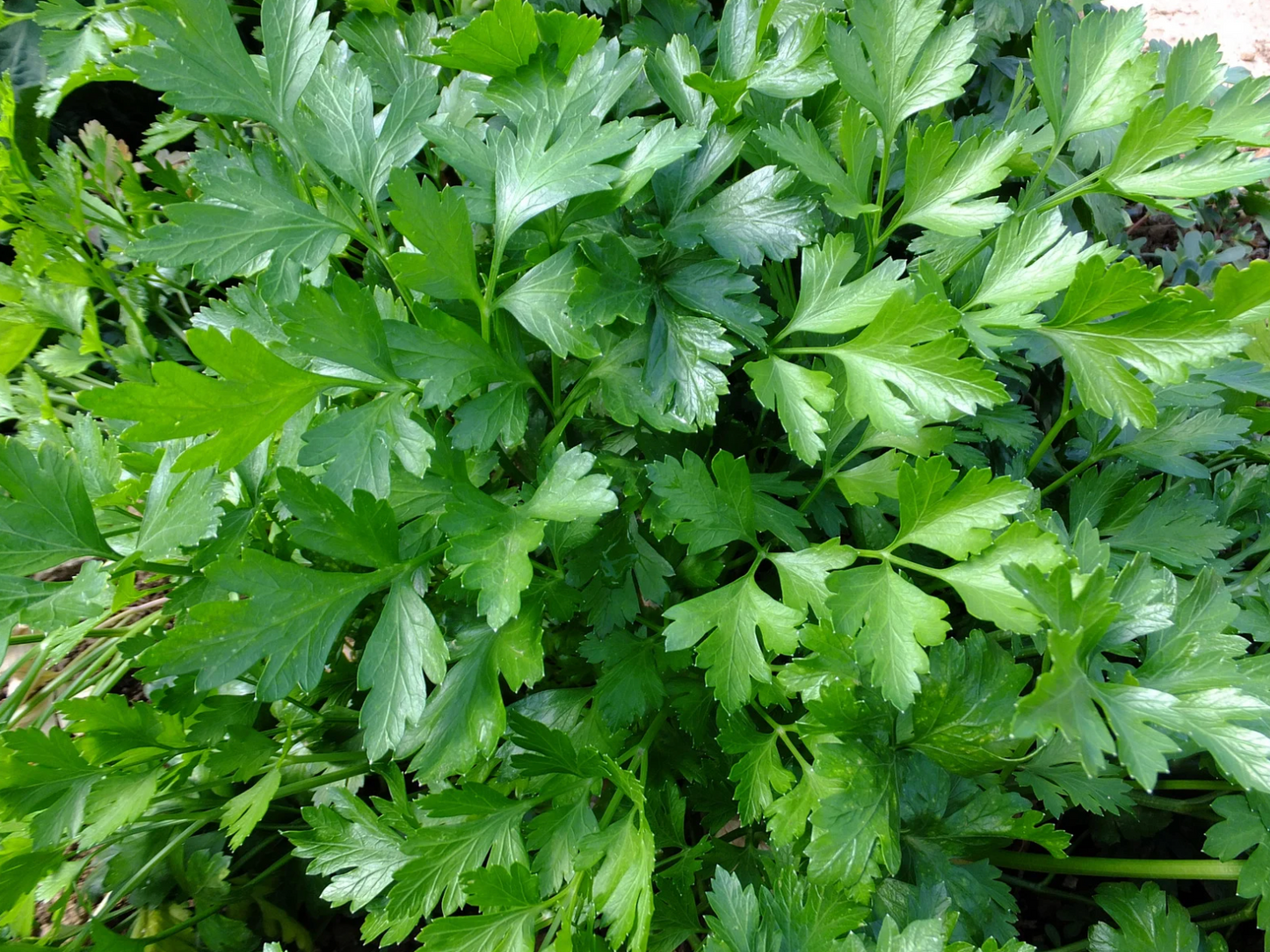 Italian Parsley Plant (Petroselinum crispum var. neapolitanum)