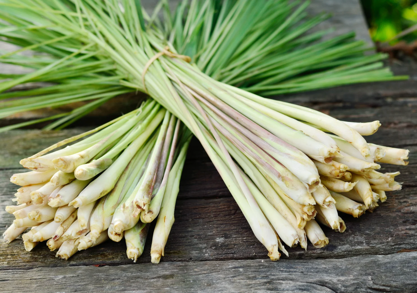 Lemongrass Plant (Cymbopogon citratus)