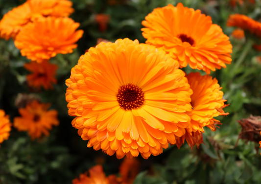 Calendula Plant (Calendula officinalis)