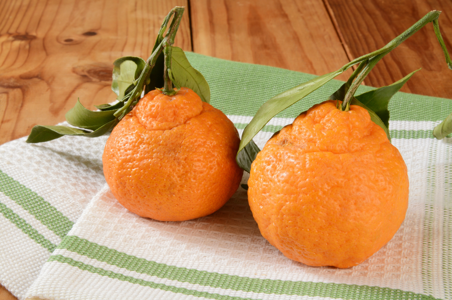 Shiranui Orange - The honeycrisp of citrus
