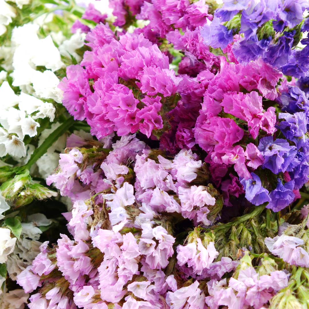 Flowers, Statice