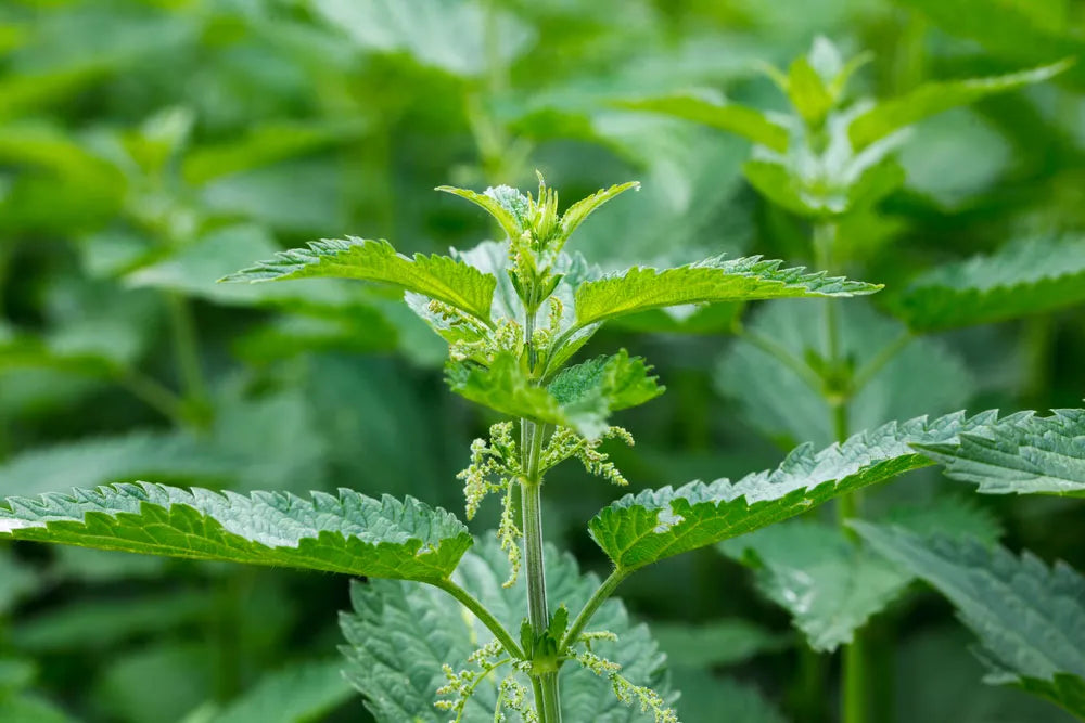 Nettle Plant (Urtica dioica)