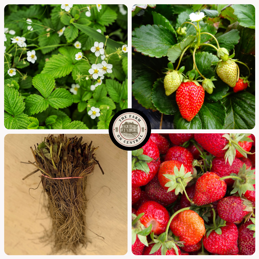 fort laramie strawberry seeds Cavendish Strawberry Plants