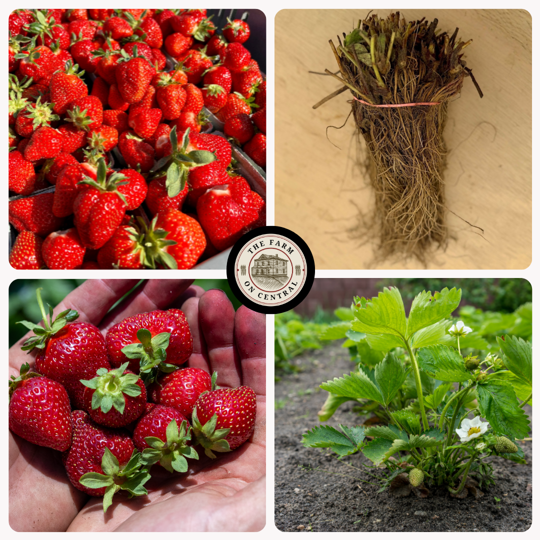 honeoye strawberry seeds Honeoye Strawberry Plants – The Farm On Central