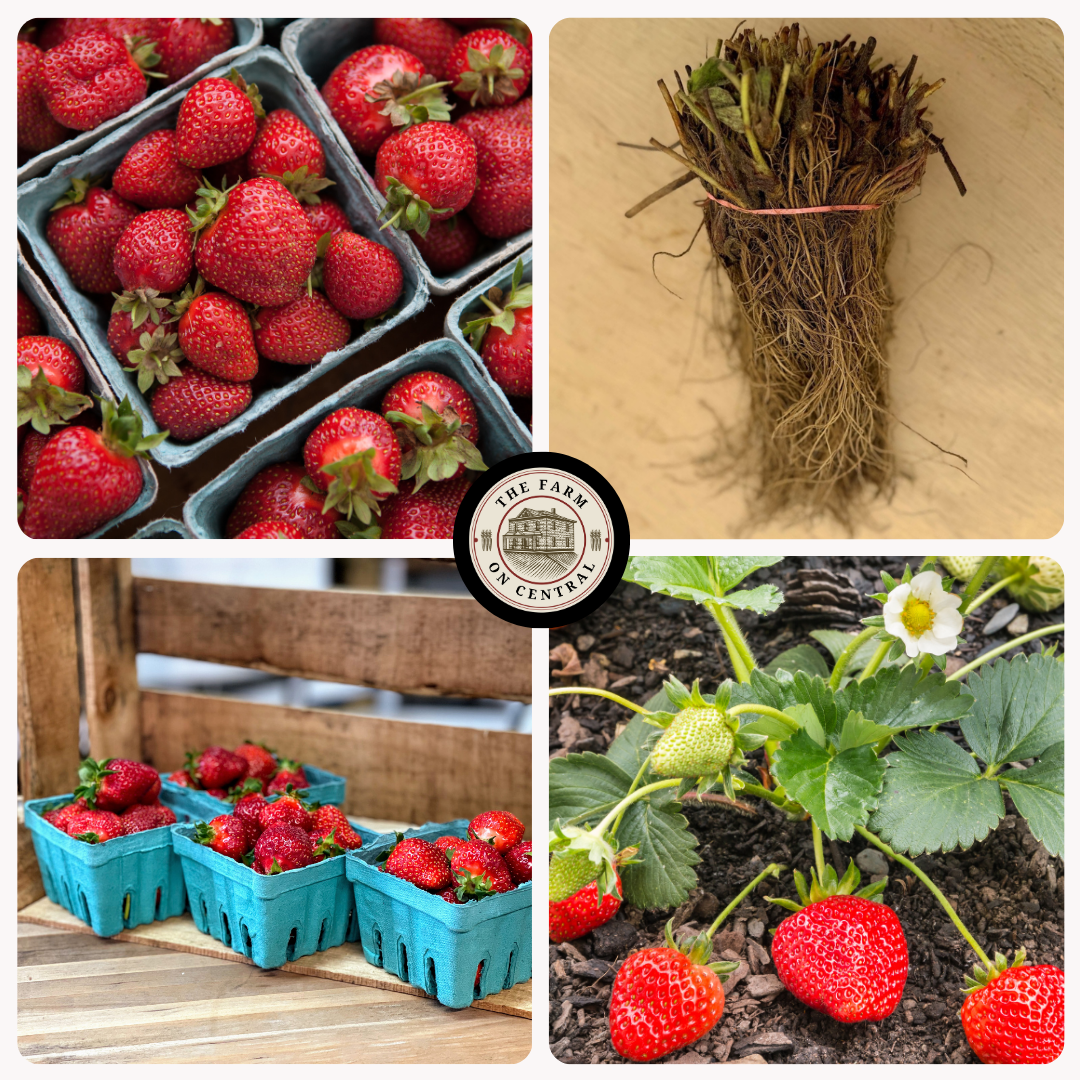 Seascape Strawberry Plants