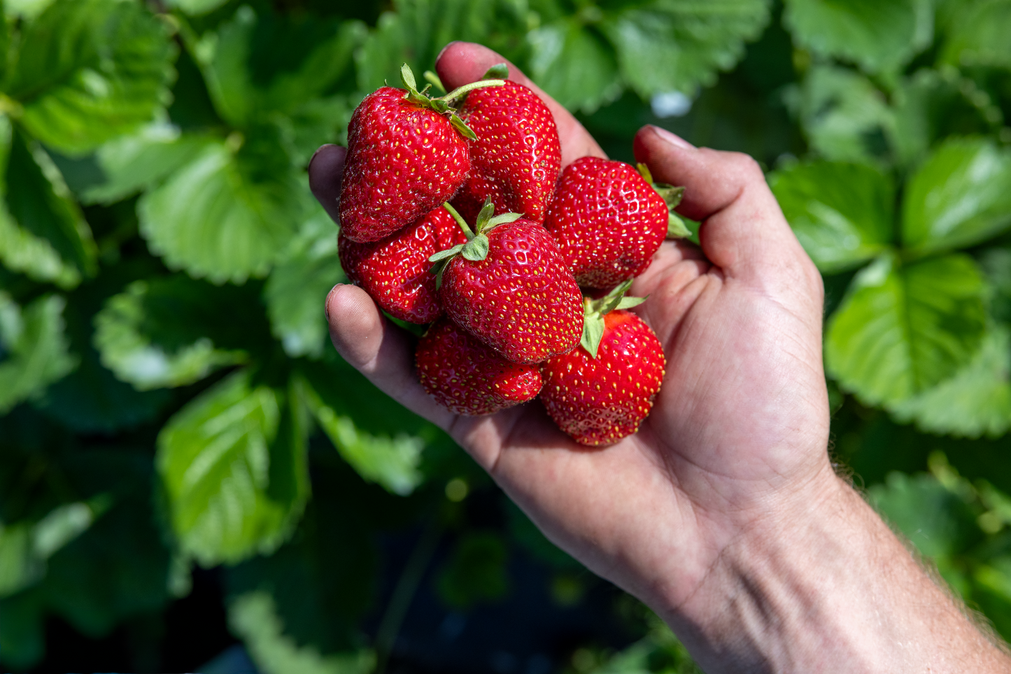 Preorder AC Valley Sunset Strawberry Plants- Fall Planting for Spring Harvest