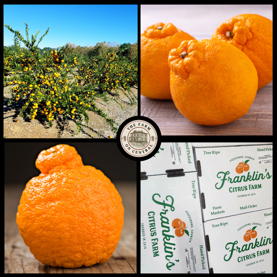 Shiranui Orange - The honeycrisp of citrus – The Farm On Central