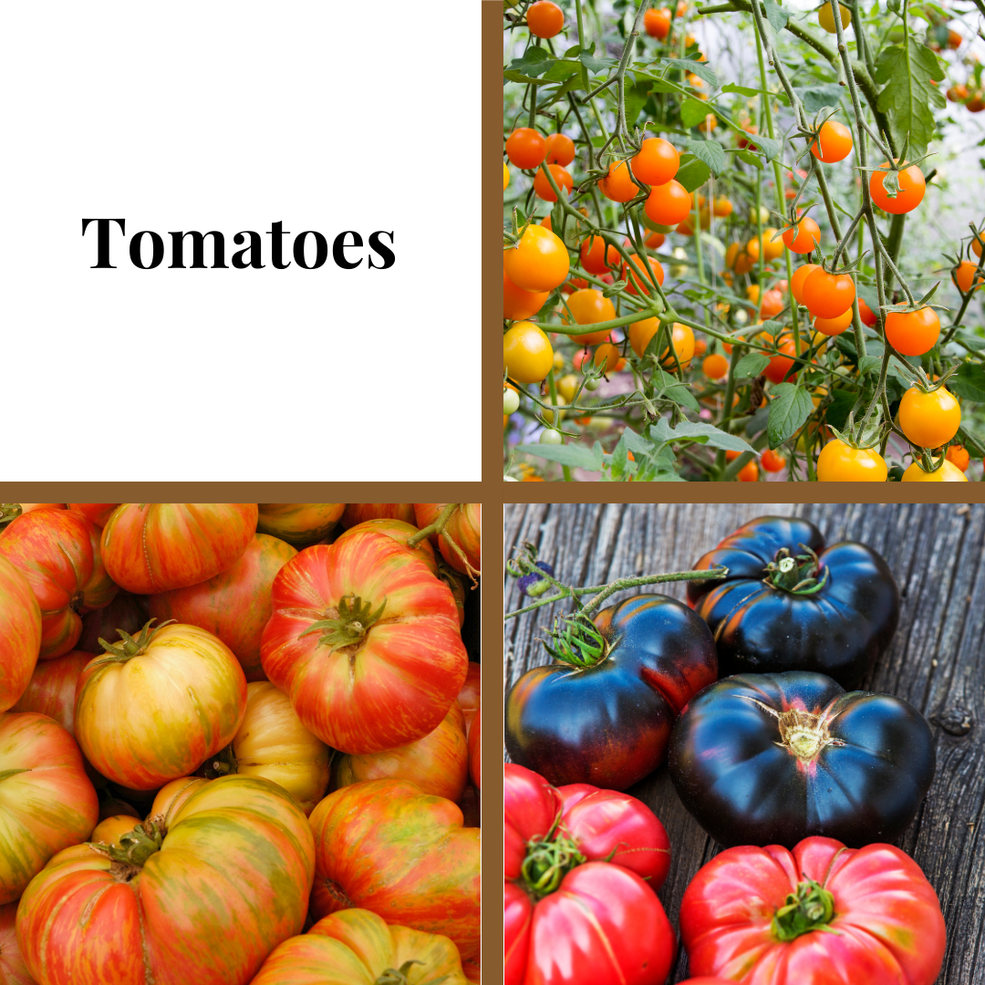 Tomato, Big Beef