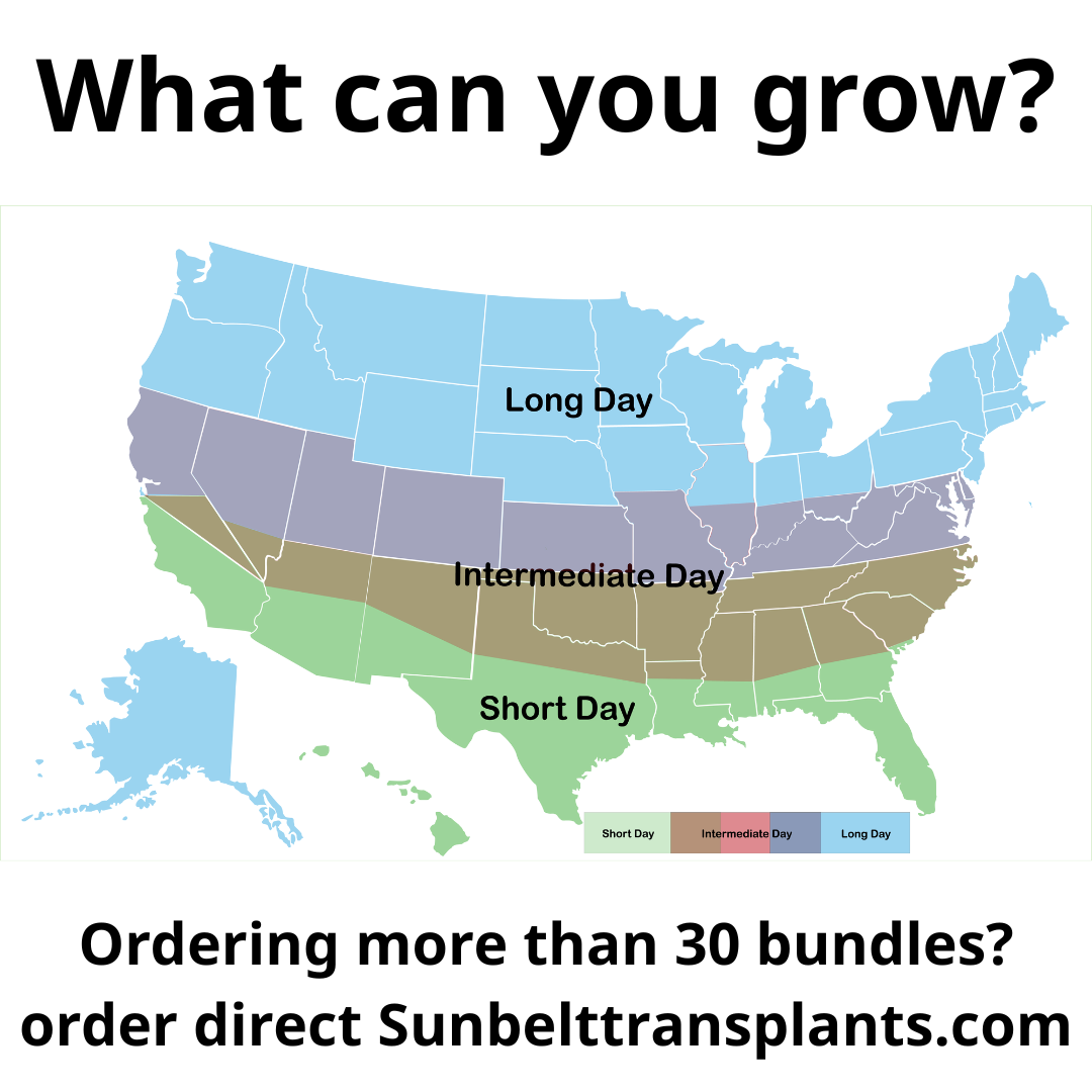 Intermediate Day Onion Bundle