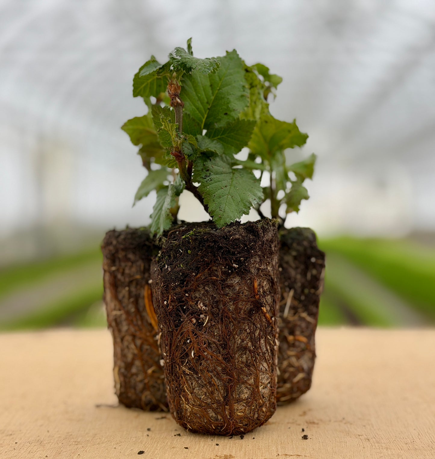 Ponca Sweet Ark™ Blackberry Plants