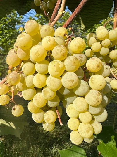 Brianna Grape Vine (Seeded)