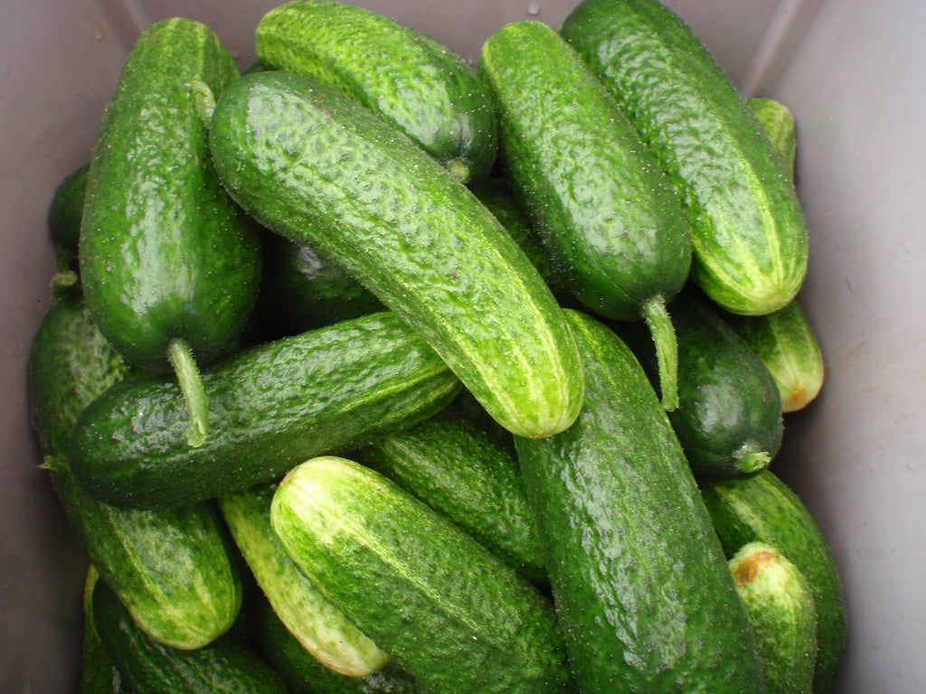 Pickling cukes 1/2 bushel