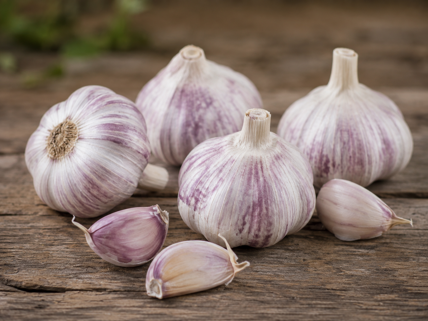 Spring Violet Garlic