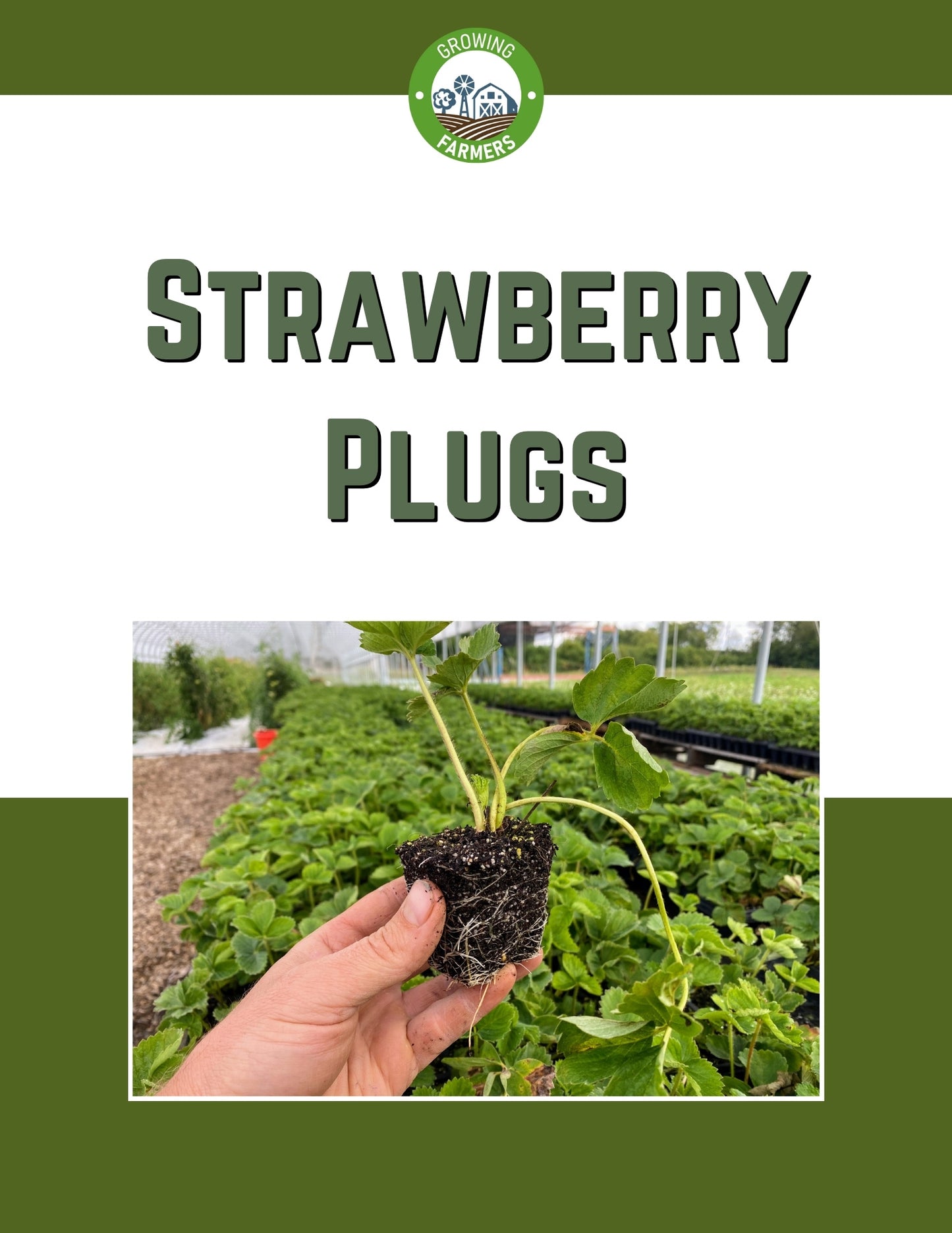 Preorder AC Valley Sunset Strawberry Plants- Fall Planting for Spring Harvest