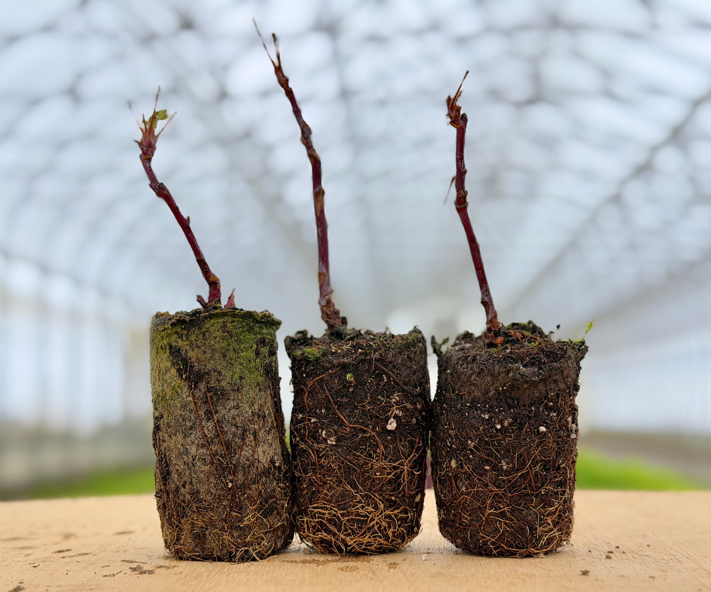 Tahi Thornless Black Raspberry