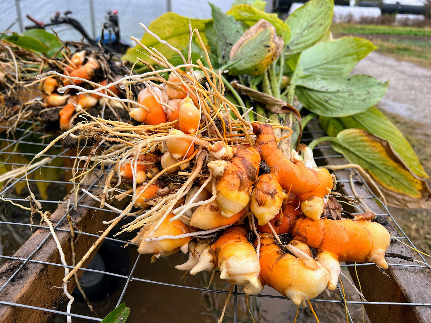 Turmeric Seed Rhizomes (Sample Packs) ~ PREORDER