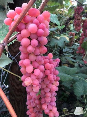Vanessa Grape Vine (Seedless)