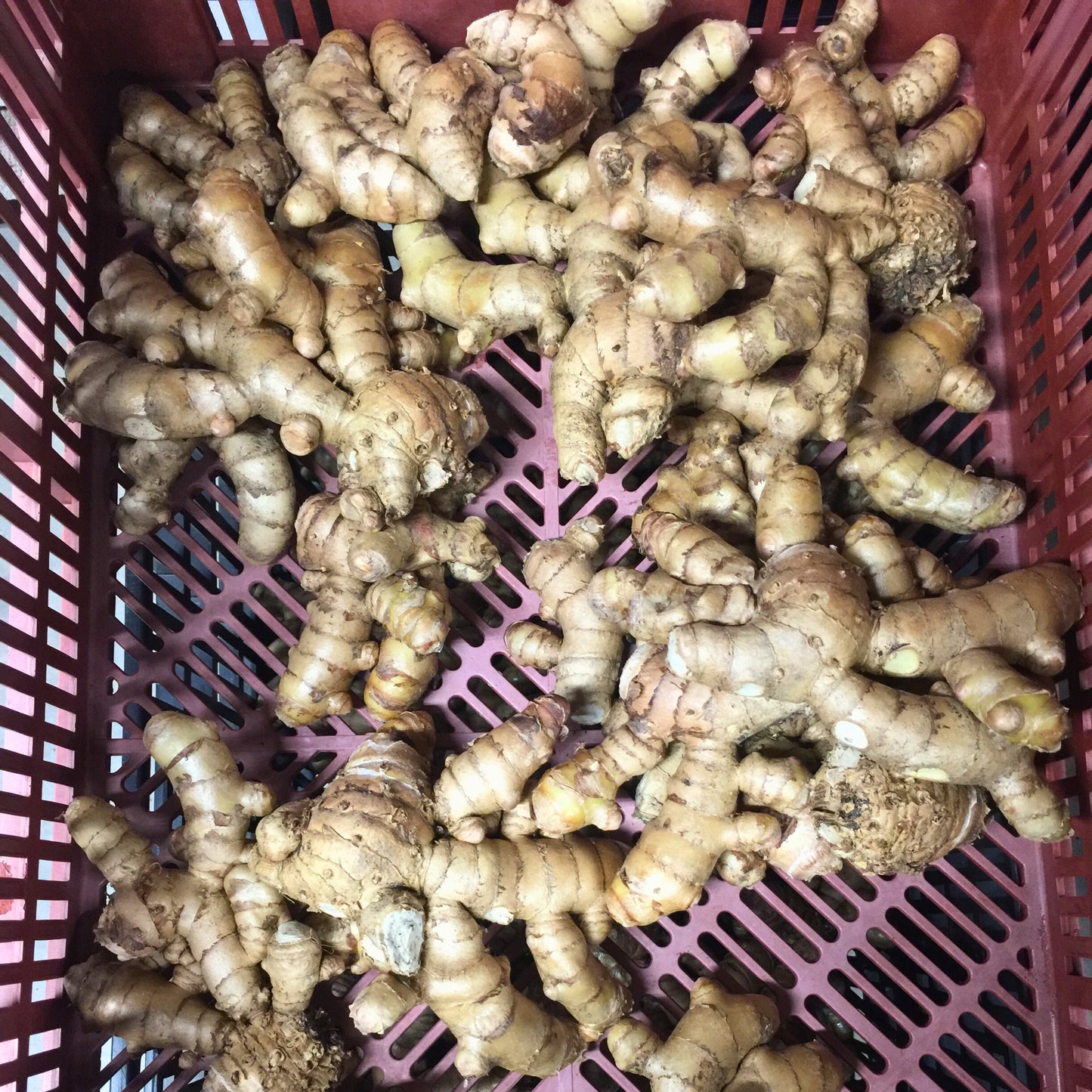 Turmeric Seed, (White/Green)