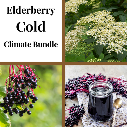 | PREORDER | Cold Climate Elderberry Bundle