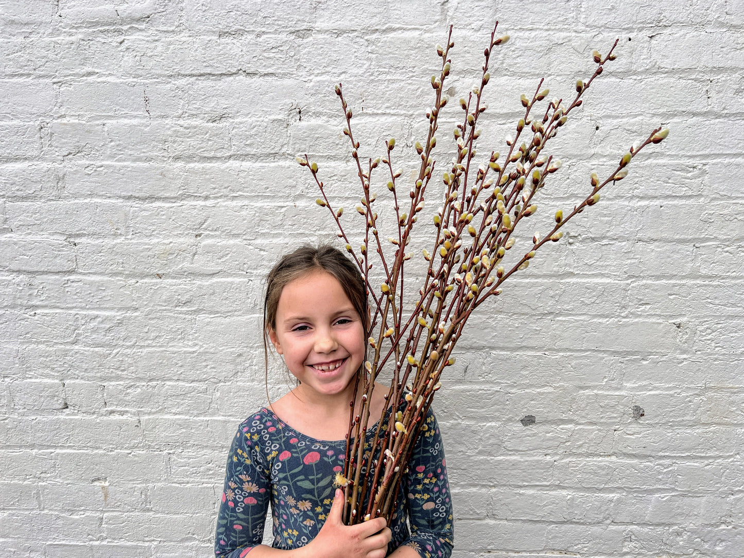 Caprea Willow