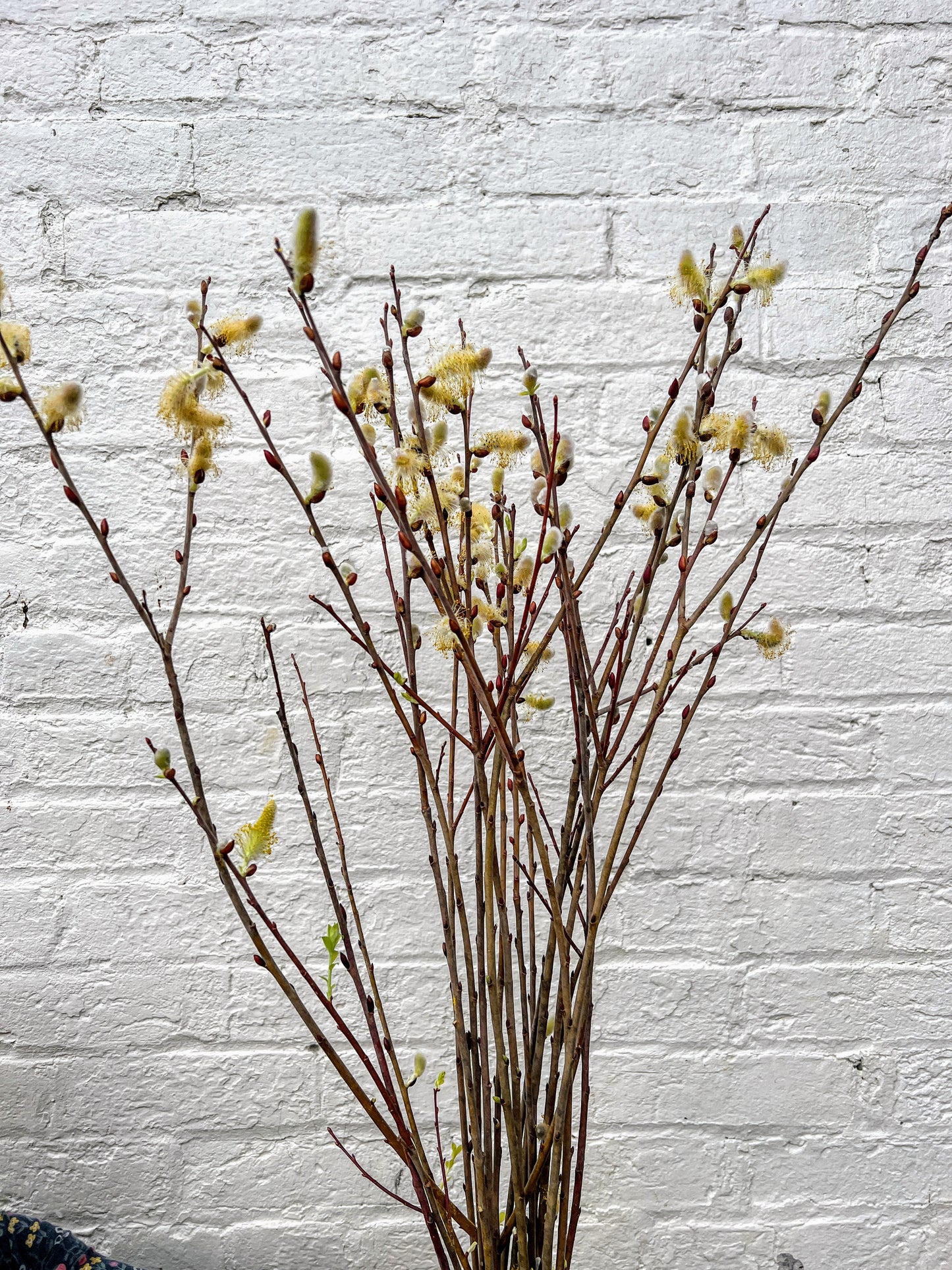 Cinerea Willow