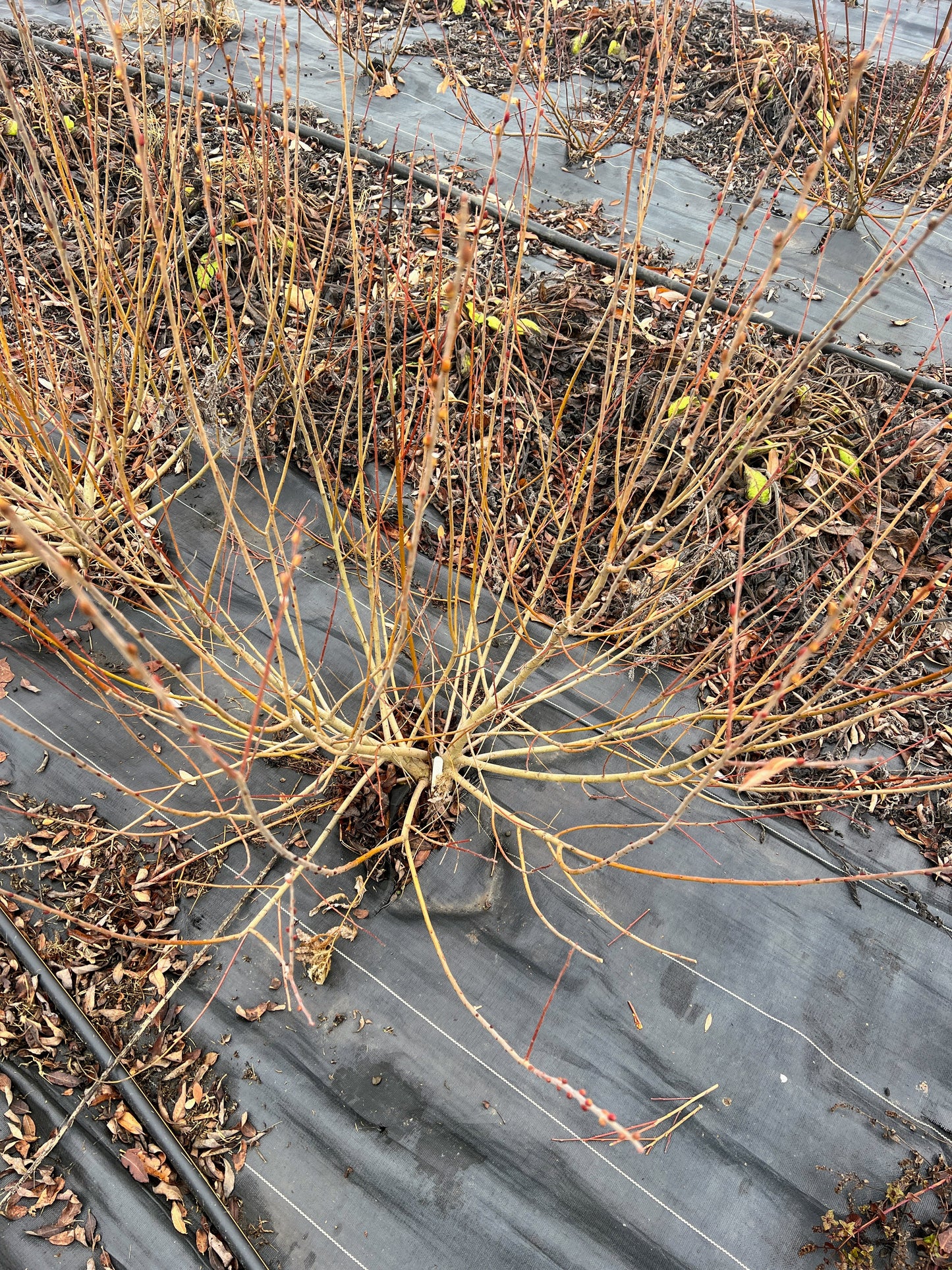 Cinerea Willow