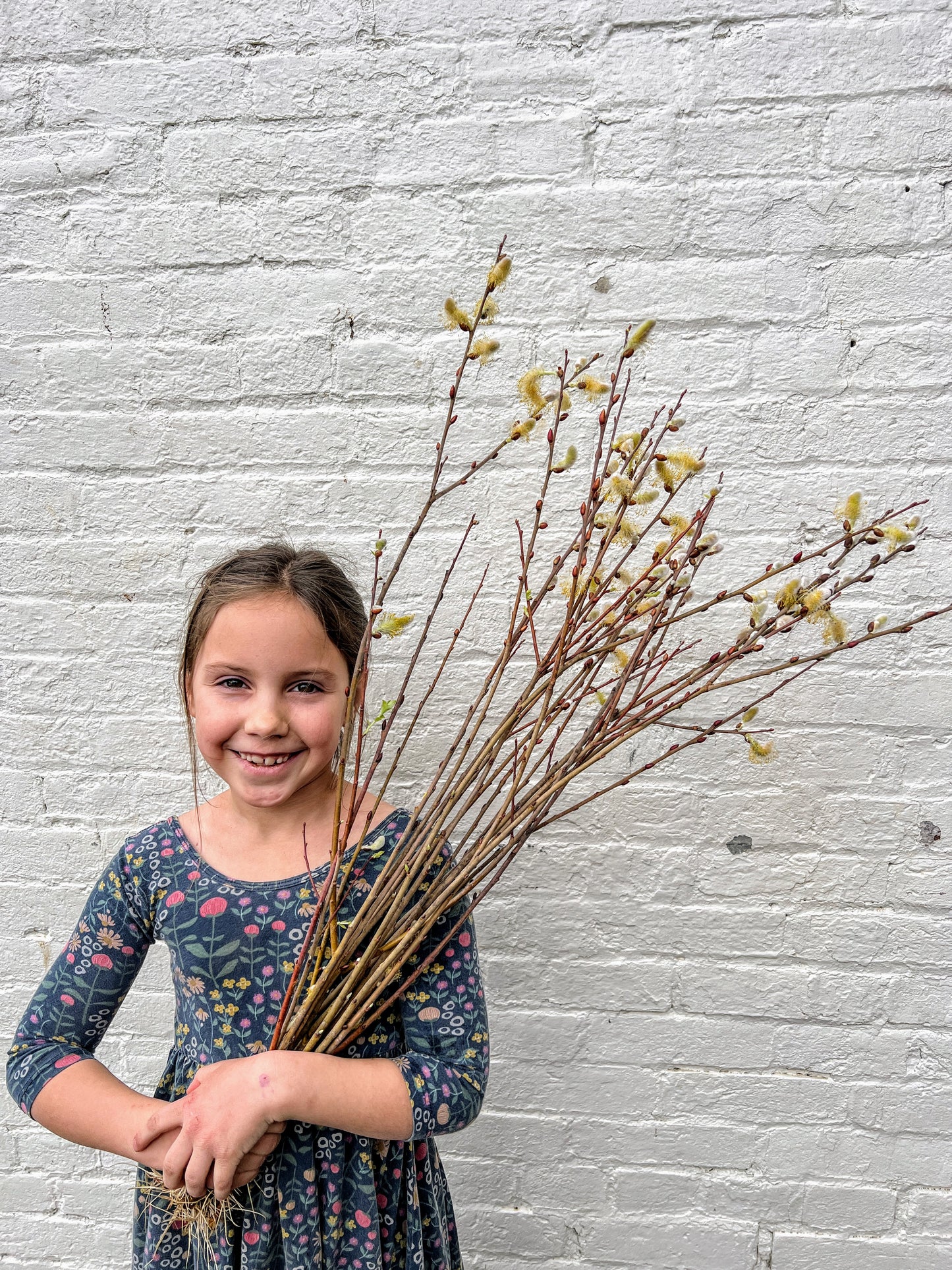 Cinerea Willow