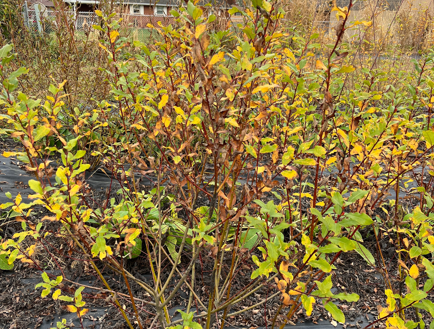 Caprea Willow
