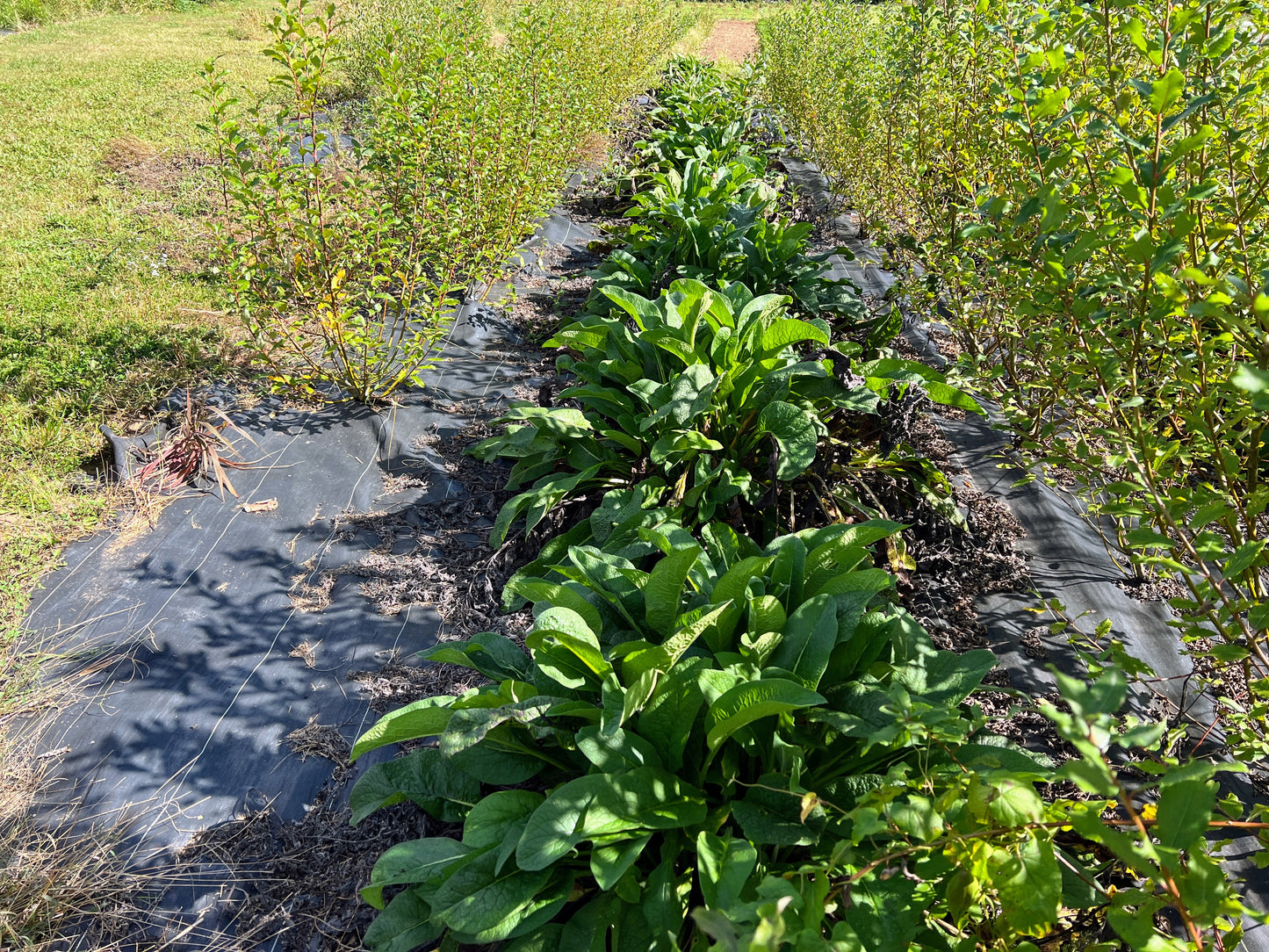Comfrey ~ Russian Bocking 14 (non-invasive)