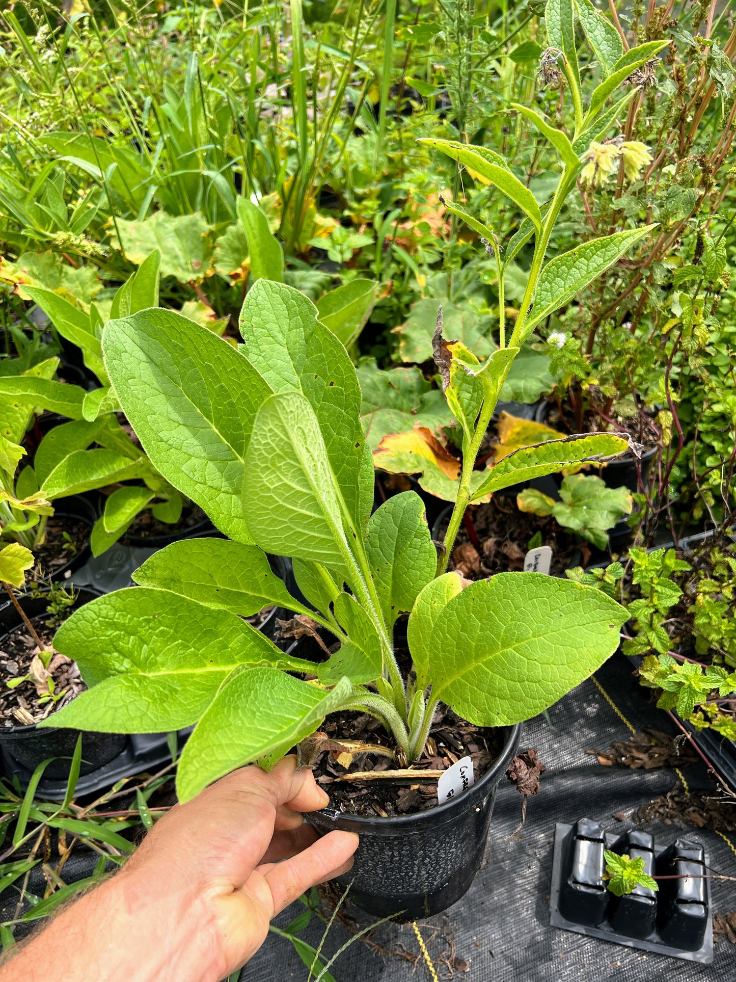 Comfrey ~ Russian Bocking 14 (non-invasive)