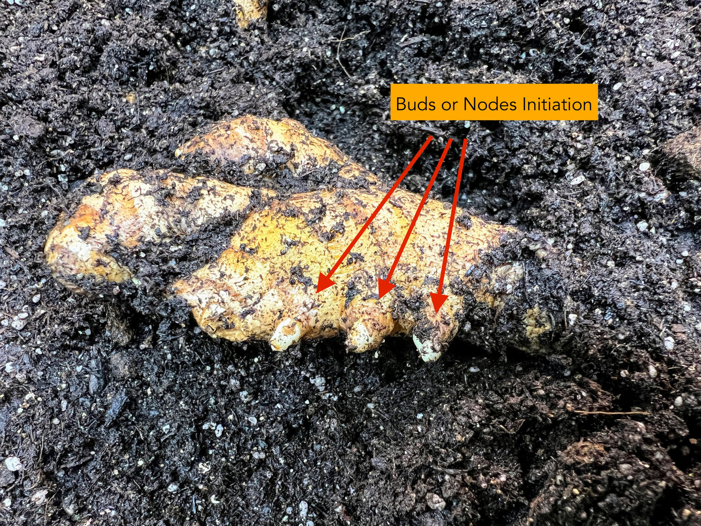 Ginger Seed