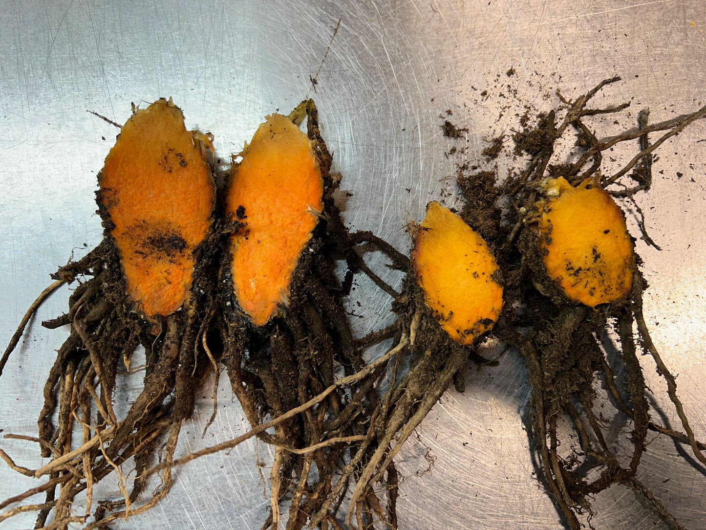 Red Turmeric ~ Full Cases