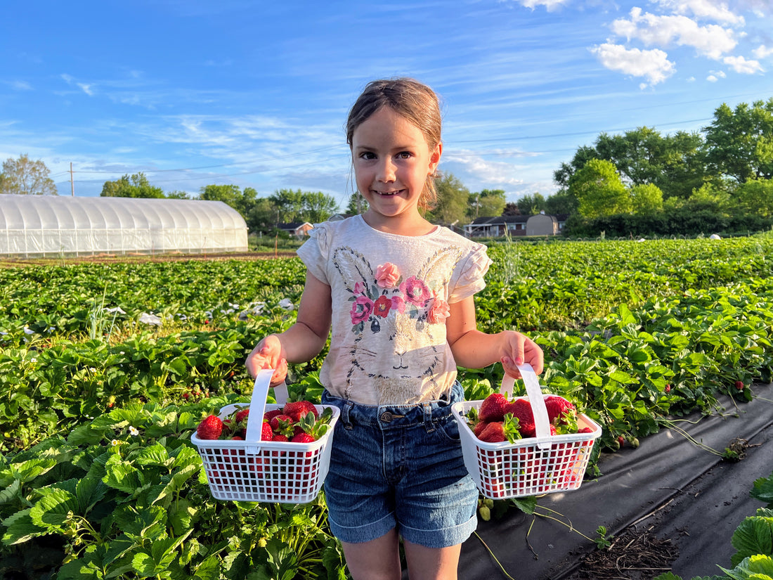 Growing Strawberries