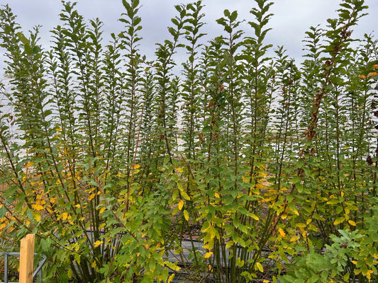 Willow Hedge Spacing & Variety Guide